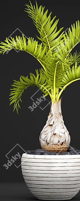 Hyophorbe Lagenicaulis: Exotic Palm Tree 3D model image 2