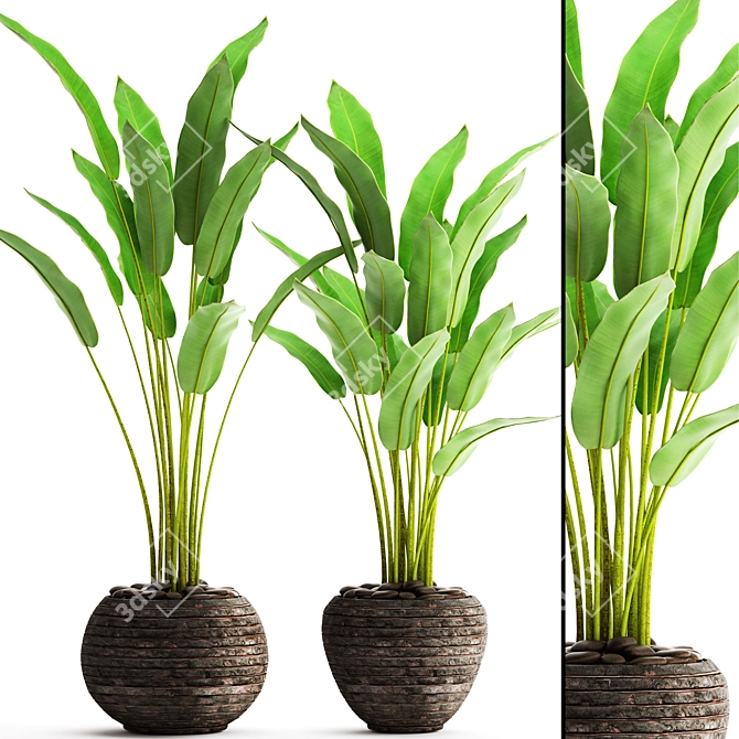 Potted Plant Collection 3D model image 1