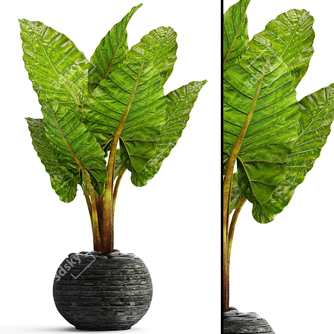 Exquisite Alocasia: Elegant and Rare 3D model image 1