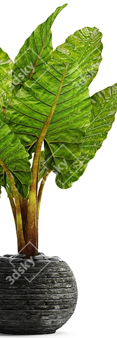 Exquisite Alocasia: Elegant and Rare 3D model image 2