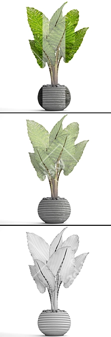 Exquisite Alocasia: Elegant and Rare 3D model image 3