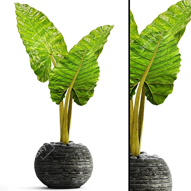 Tropical Elegance: Alocasia 3 3D model image 1