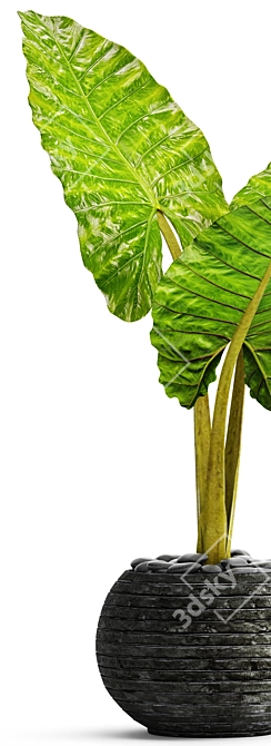 Tropical Elegance: Alocasia 3 3D model image 2