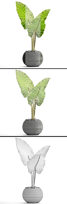 Tropical Elegance: Alocasia 3 3D model image 3