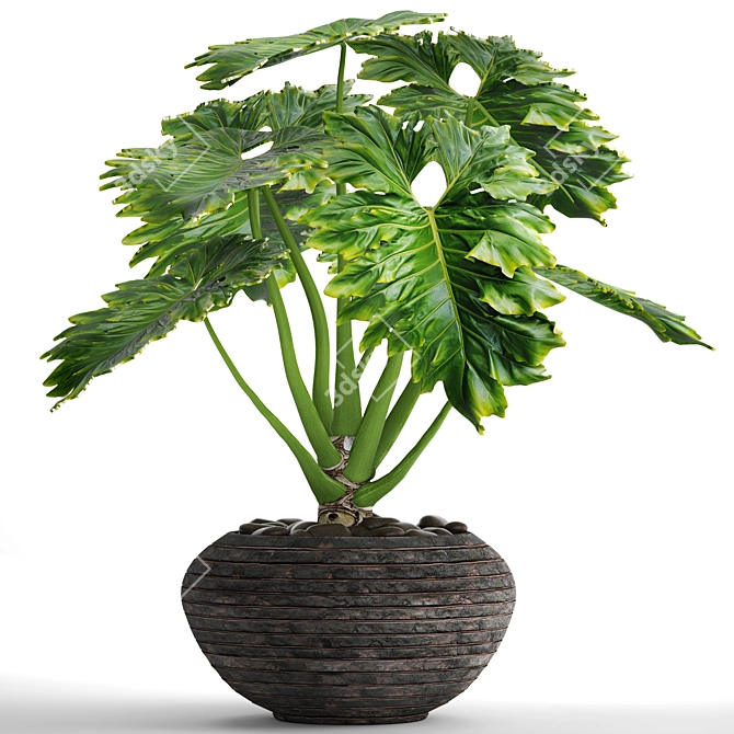 Tropical Beauty: Philodendron Plant 3D model image 1