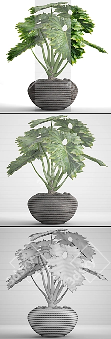 Tropical Beauty: Philodendron Plant 3D model image 3