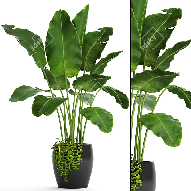 Tropical Delight: Banana Palm in Pot 3D model image 1