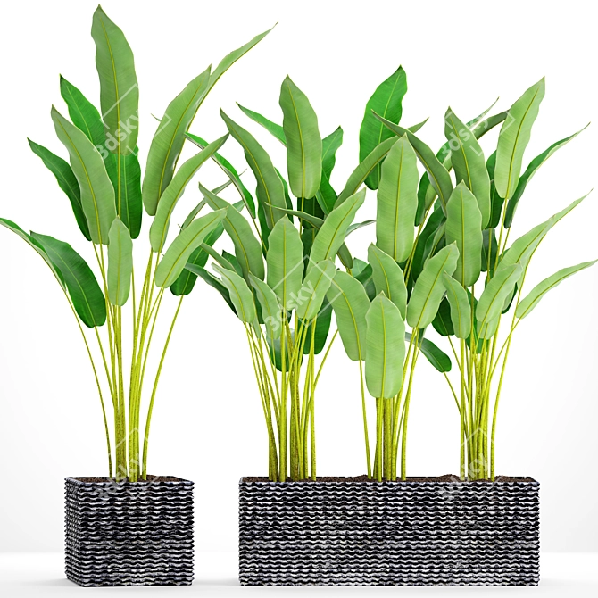 Tropical Plant Pot Collection 3D model image 1