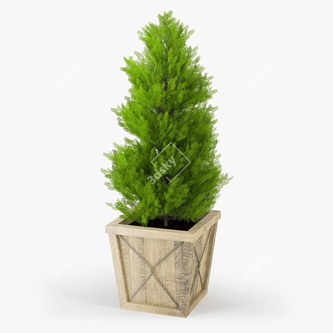 Realistic Thuja Tree 3D Model 3D model image 1