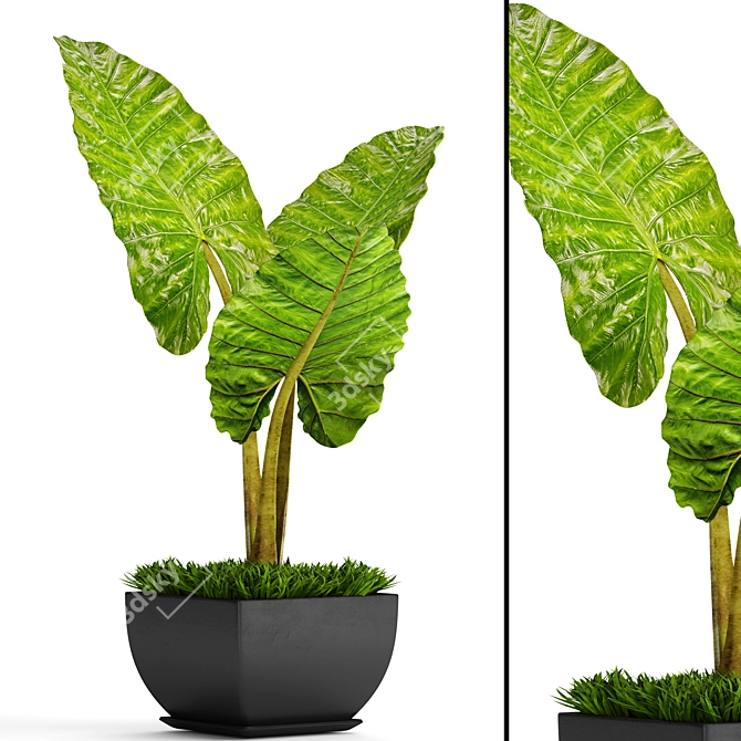 Exquisite Alocasia 4: A Botanical Beauty 3D model image 1