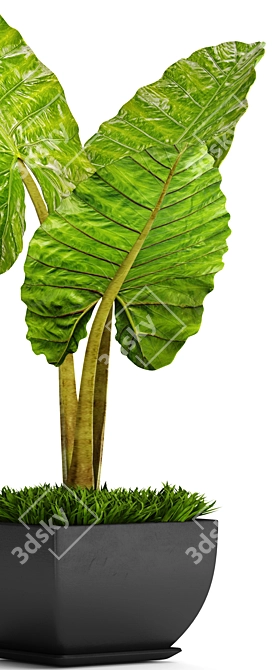 Exquisite Alocasia 4: A Botanical Beauty 3D model image 2