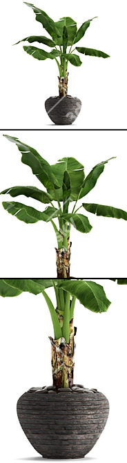 Tropical Delight: Banana Palm in Pot 3D model image 2