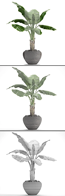Tropical Delight: Banana Palm in Pot 3D model image 3
