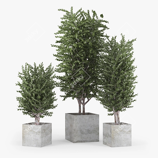 Eucalyptus 3D Model with Textures 3D model image 1