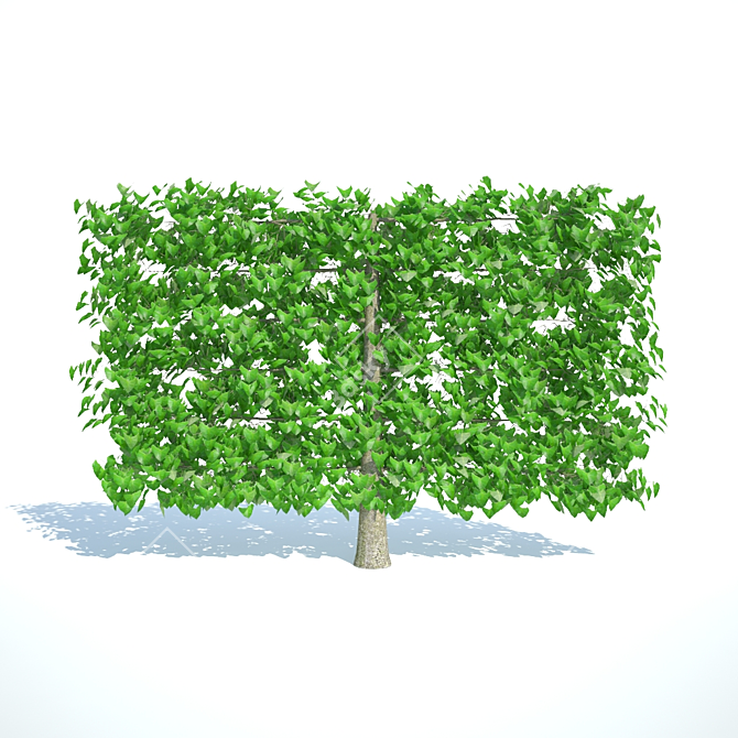 Small-Leaved Linden Trellis, 1.6m Height, 2.4m Width 3D model image 1