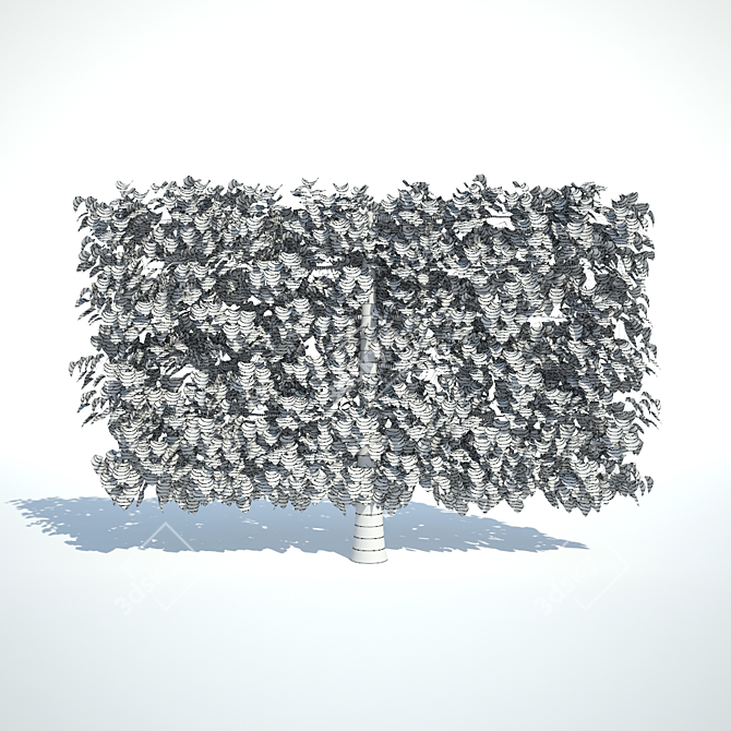 Small-Leaved Linden Trellis, 1.6m Height, 2.4m Width 3D model image 2