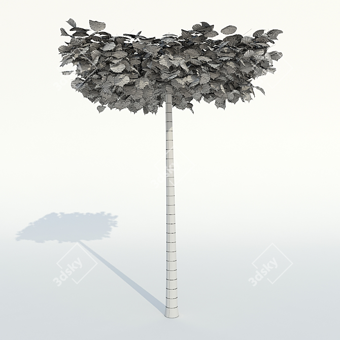 Large Leaf Lime Tree - Roof Form 3D model image 2