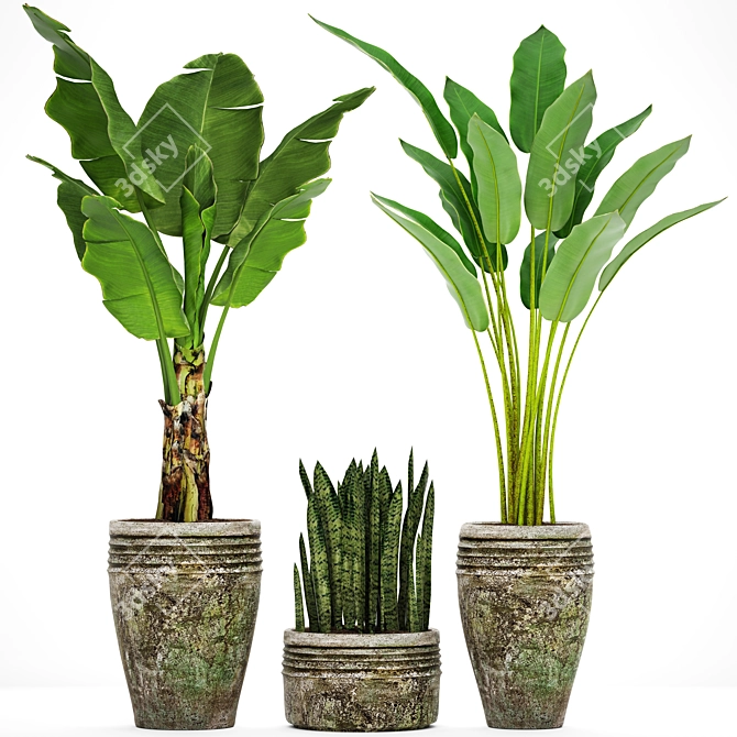 Tropical Plant Collection: Palm, Calathea, Sanservieria 3D model image 1
