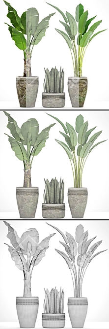 Tropical Plant Collection: Palm, Calathea, Sanservieria 3D model image 3