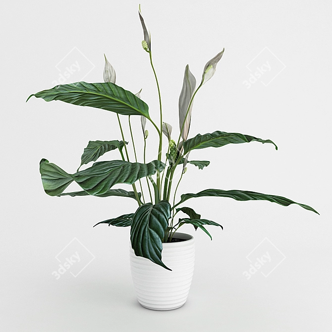 "Gorgeous Spathiphyllum: Blossom of Happiness 3D model image 1