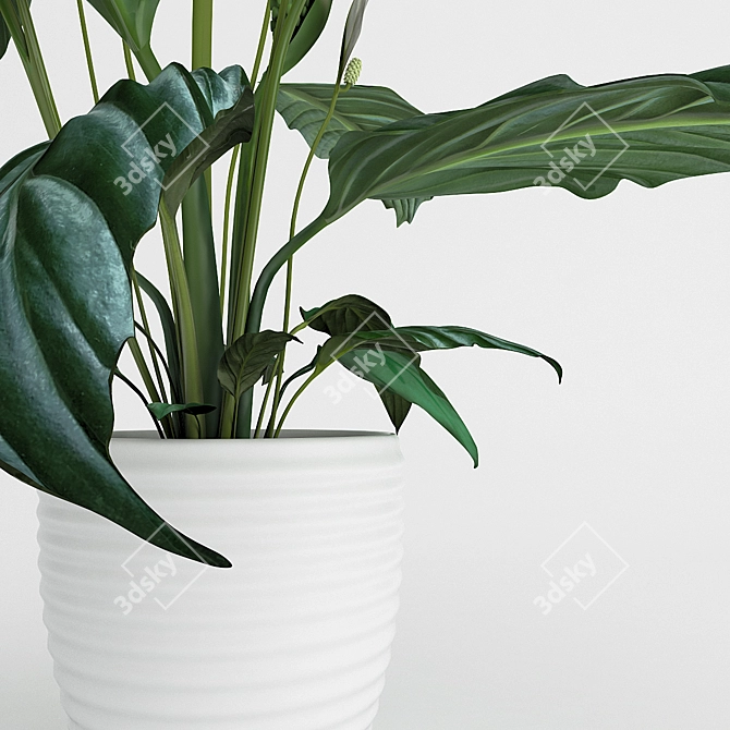 "Gorgeous Spathiphyllum: Blossom of Happiness 3D model image 2