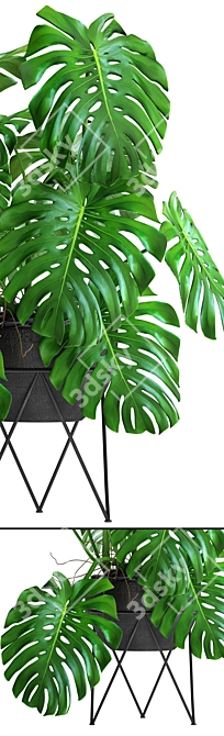 Tropical Delight: Monstera 2 3D model image 2