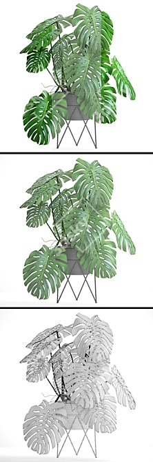 Tropical Delight: Monstera 2 3D model image 3