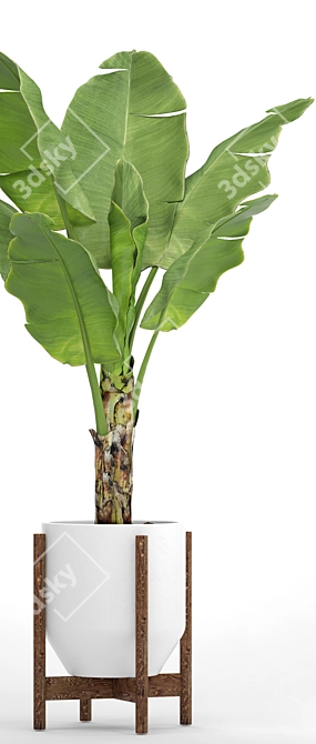 Tropical Paradise: Banana Palm in a Pot 3D model image 2