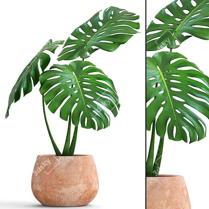 Tropical Dream Monstera: Exotic Beauty 3D model image 1