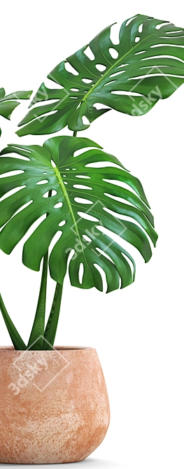 Tropical Dream Monstera: Exotic Beauty 3D model image 2