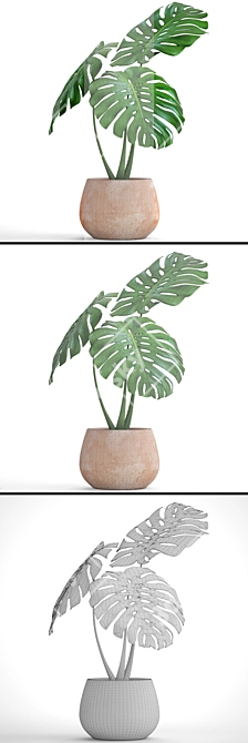 Tropical Dream Monstera: Exotic Beauty 3D model image 3