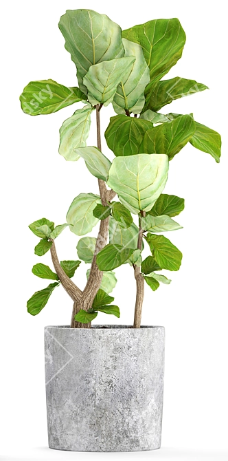 Ficus Lyrata: Gorgeous Pot Collection 3D model image 2