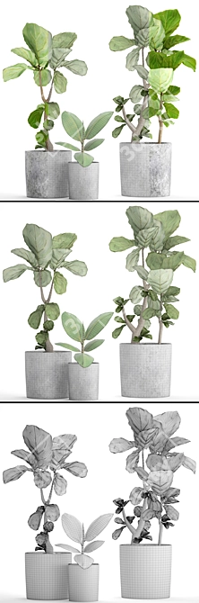 Ficus Lyrata: Gorgeous Pot Collection 3D model image 3