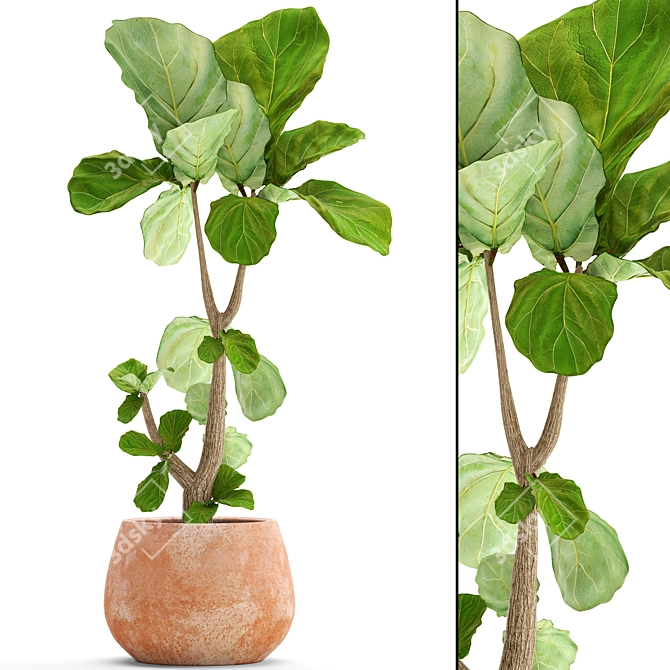 Lyrata Ficus: Stunning Indoor Plant 3D model image 1