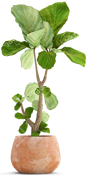 Lyrata Ficus: Stunning Indoor Plant 3D model image 2