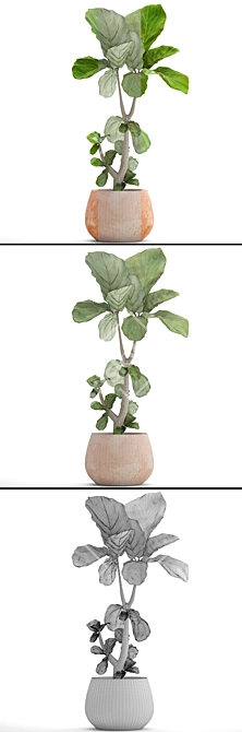 Lyrata Ficus: Stunning Indoor Plant 3D model image 3