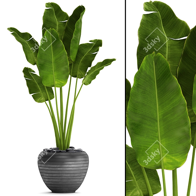 Tropical Delight: Banana Palm in Pot 3D model image 1