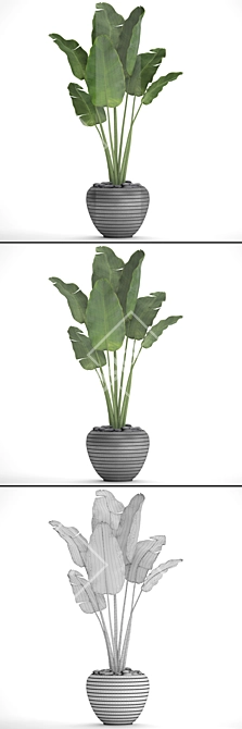 Tropical Delight: Banana Palm in Pot 3D model image 3