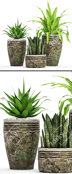 Variety of Potted Plants 3D model image 2