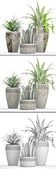 Variety of Potted Plants 3D model image 3