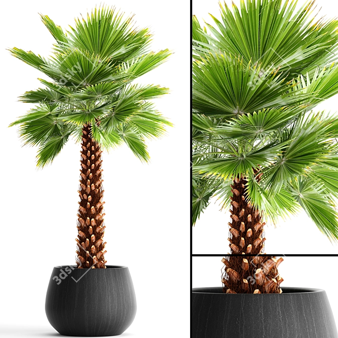 Yalta Fan Palm 3D model image 1