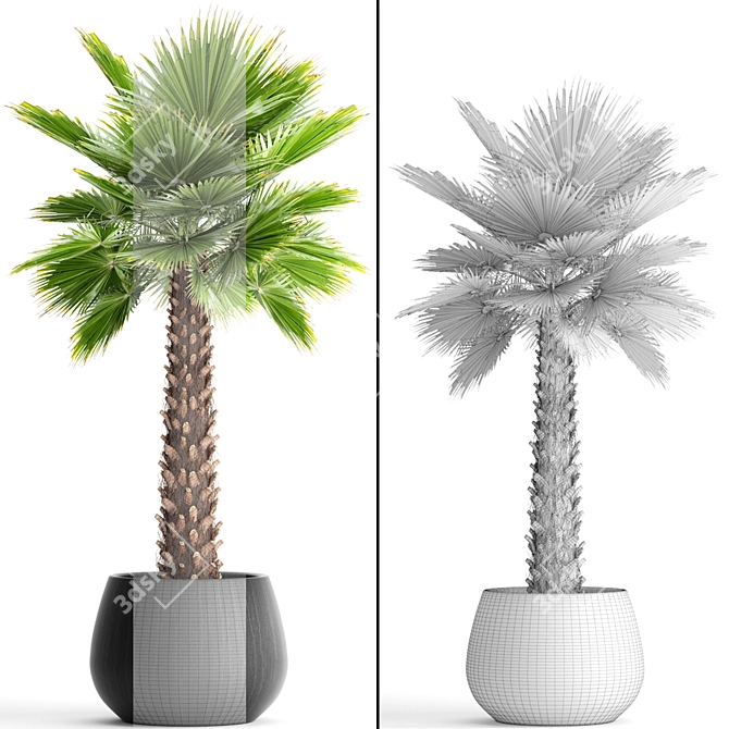 Yalta Fan Palm 3D model image 3