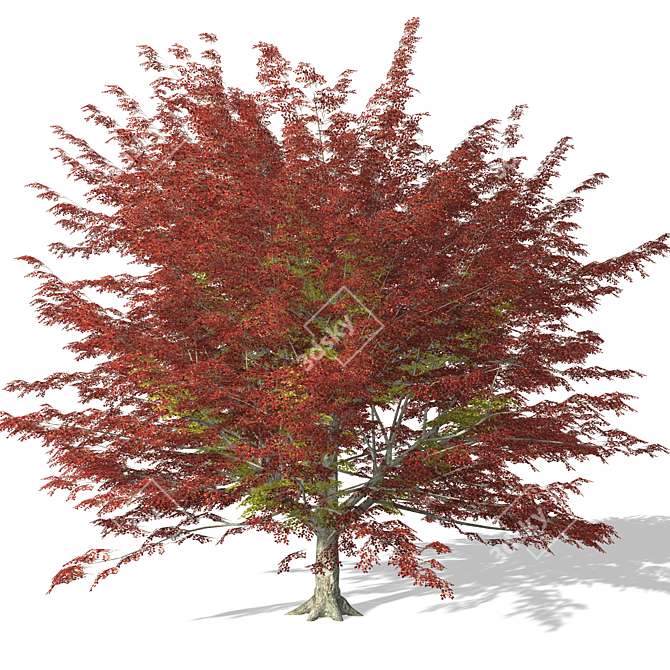 High-quality 3D Tree Model 3D model image 1