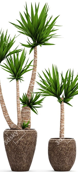 Yucca Collection: Potted Beauties 3D model image 2