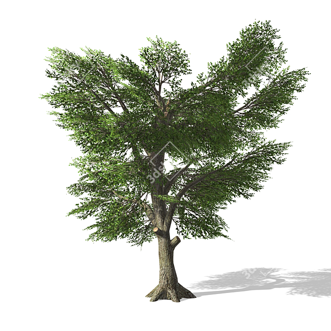 3D Tree Model - High Quality, Textured 3D model image 1