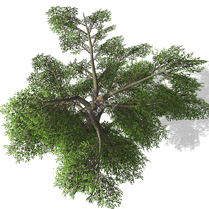 3D Tree Model - High Quality, Textured 3D model image 2