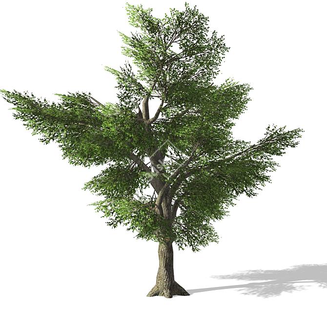 3D Tree Model - High Quality, Textured 3D model image 3