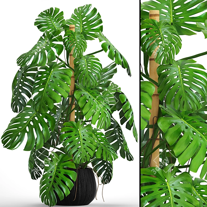 Lush Leaf Monstera 4 3D model image 1