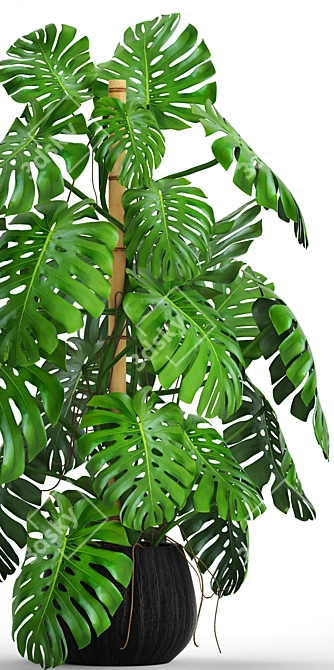 Lush Leaf Monstera 4 3D model image 2