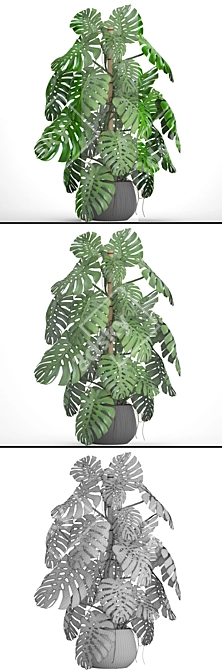 Lush Leaf Monstera 4 3D model image 3